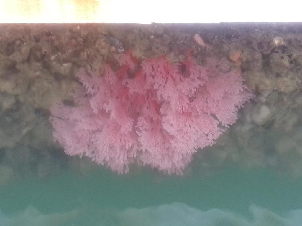 ปะการังสวยๆเกาะติดโป๊ะครับ :love: