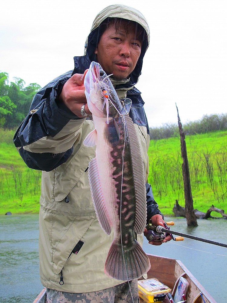  [b]**  ปลาไซร์นี้กำลังดุเลยครับ......แต่ที่ดีใจสุดๆก็คือ 

ป๊อดได้ปลาตระกูล Snake head ทั้ง 3 ชนิ