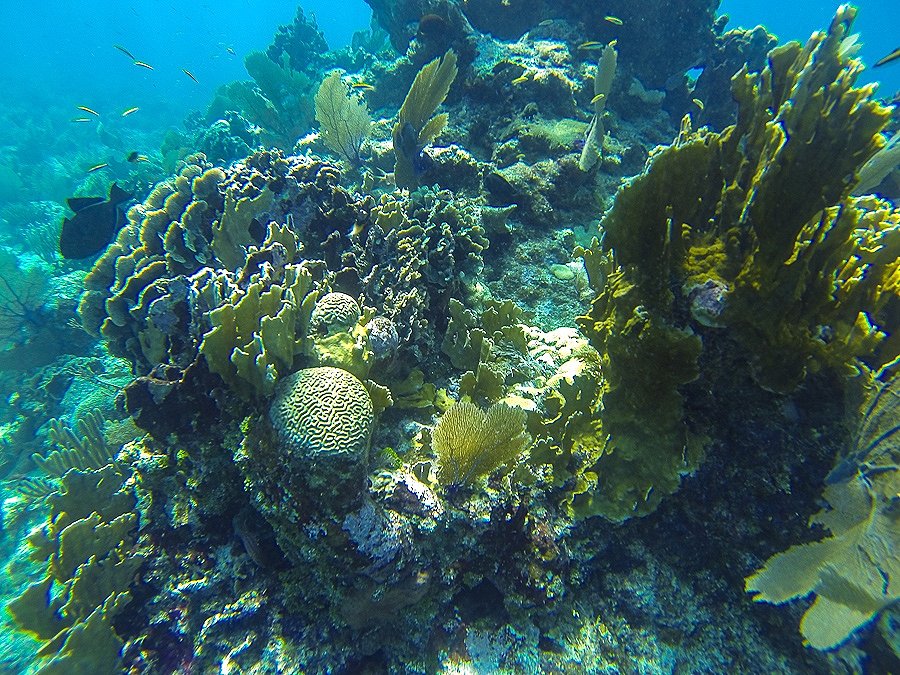 ปะการังในคาริเบี่ยนเป็น Hard Coral ปะการัวแบบแข็งครับ Solf Coral พวก Anemone น้อยครับ
 :grin: