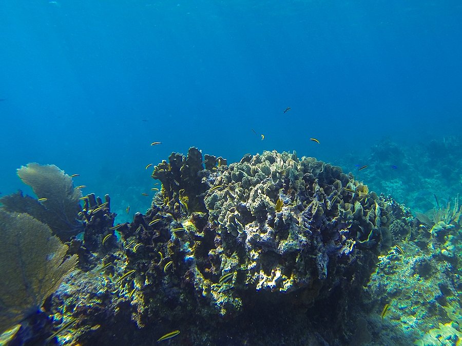  ปลาเล็กปลาน้อยตามแนวปะการัง ทำหน้าที่ทำความสะอาดปากปลานักล่าตัวอื่น เหมือนที่ล้างรถเลยครับ
เราเรีย