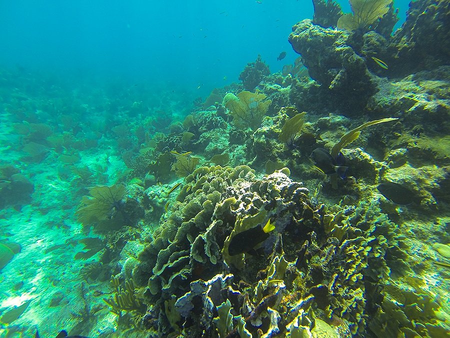 Sea Fans ตระกลู Gorgonia พบอยู่อย่างมากมายครับใต้พื้นทะเลนี้ เป็นอาหารของปลาบางชนิดและสัตว์ทะเลเช่นก
