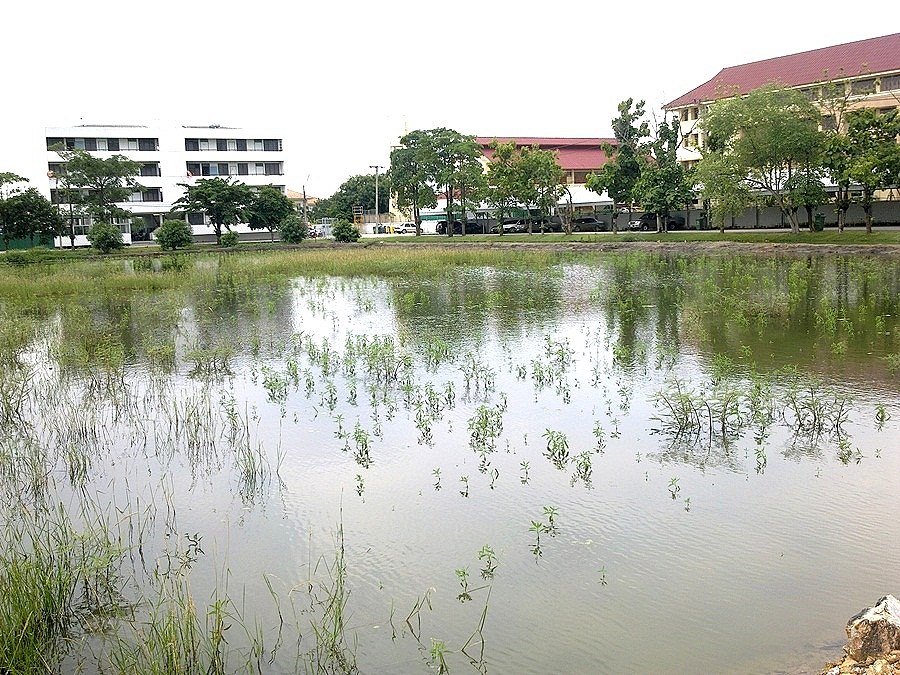  [center] [b]       เอาหมาย น้ำเข้านาในวิทลัย ให้ชมก่อนคับ รอปลาเข้าอีกหน่อย         [/b][/center] 