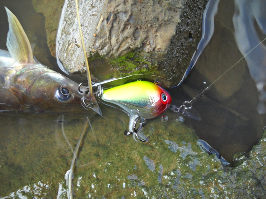  [b]เจ้าปลากดเหลือง...ยังอดใจไม่ไหวครับ....เจอ RAPALA Ultra light Crank 3 เซน  เข้าไปเต็มๆ[/b]  :umh