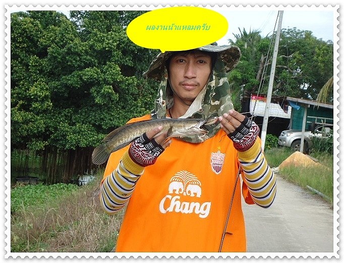 มัวไปมอง แต่ทางน้าโก๋...น้าแหลมเลยจัดมา 1ตัว แบบสบายๆ :cheer: :cheer: :cheer: :laughing: :laughing: 