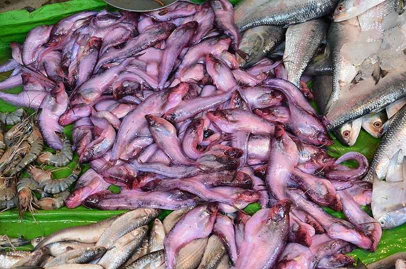 สอบถามชื่อปลาในตลาดเมืองโกลกาต้าประเทศอินเดียทั้ง 9 ตัวนี้หน่อยครับ