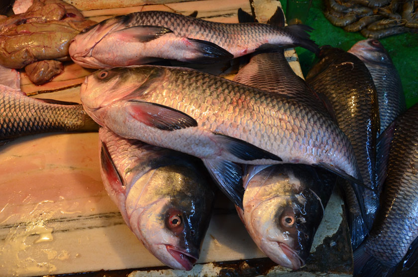 ตัวที่ 8 ปลาสองตัวที่นอนหันหัวมาทางภาพน่าจะเป็นปลาจีนนะ แต่ปลาที่นอนทับปลาจีนทั้งสองตัวนั้นก็คือปลาจ