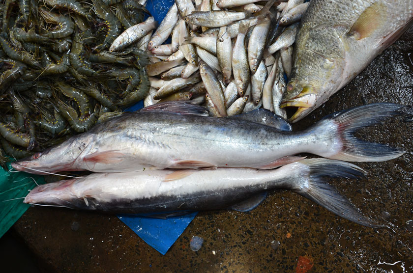สงสัยปลา 1 ตัวในตลาดเมืองโกลกาต้าประเทศอินเดียครับ ขอถามชื่อหน่อย