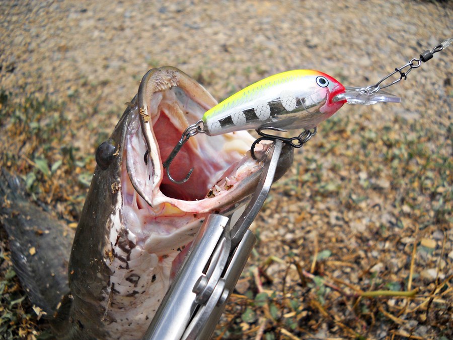  [b]RAPALA  FATRAP 5 เซน สี CLF สวยๆ[/b]  :heart: :heart: :heart: