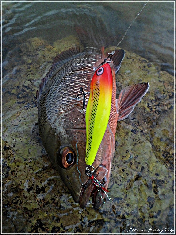  [center]:cheer:     RAPALA SKITTER POP 5  โดนเจ้าแดงเขี้ยวเล่นงานซะแล้ว    :cheer:[/center]