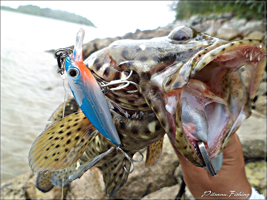  [center]:cheer:    เล่นกัดเหยื่อ  RAPALA X-RAP 6  สะพังหมดเลย กัดพังไม่เท่าไหร แต่ที่มันพาเข้าหินนี