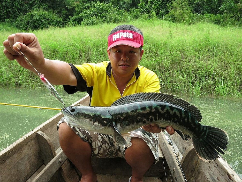 Mr.Huat กับชะโดสีสวย :smile: