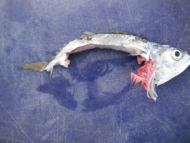 ปลาที่นี้เค้ากินหลบเบ็ดแบบนี้ ครั้งแรงเหลือมาแต่โคนหาง  ครั้งที่2เหลือหัว ครั้งที่สามเหลือมาแบบนี้ ผ