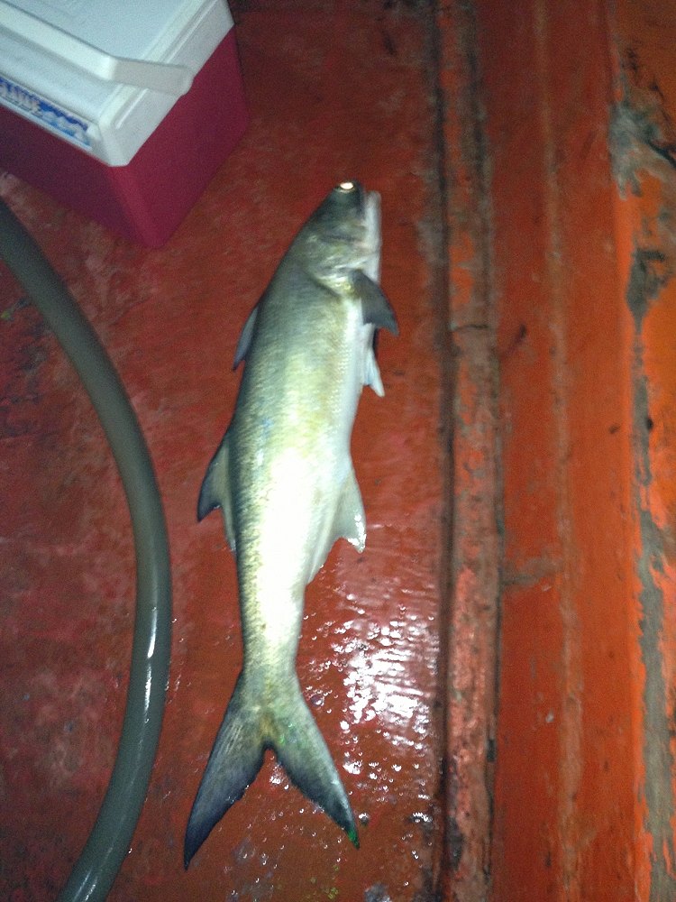 ปลาตัวแรกของค่ำคืนนี้ คือปลากุเลา น้ำหนัก 4 กิโล 

ไม่ได้ถ่ายคลิปไว้ เพราะมัวอัดปลาอยู่ และตื่นเต้