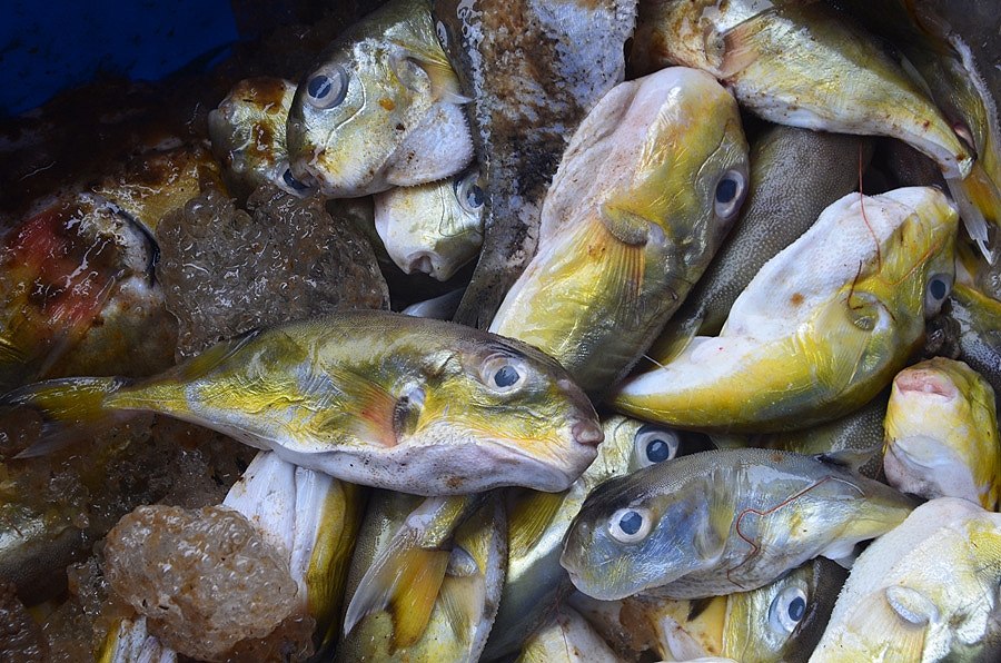 สอบถามชื่อปลาจากเมืองย่างกุ้งประเทศพม่าทั้ง 9 ตัวนี้หน่อยครับ