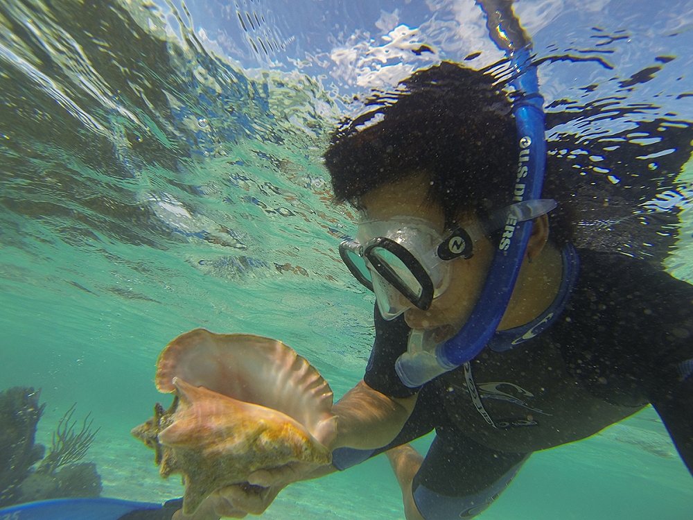 หอย Queen Conch ถือว่าเป็นหอยที่มีขนาดใหญ่และเป็นอาหารทะเลขึ้นชื่อครับ จะมีฤดูในการจับครับเพราะมันใช