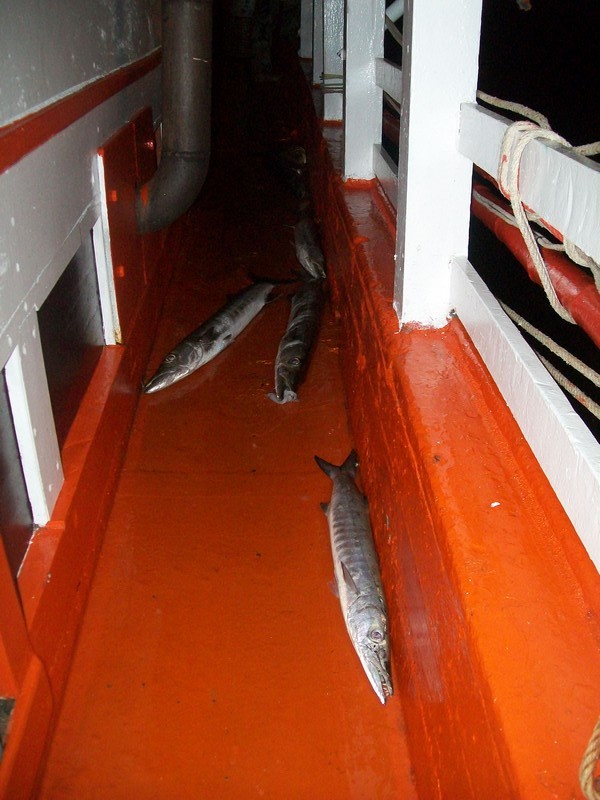 น้ำหยุดเรือลอยออกไกลซากปลาสากกวนน่าดู  :grin: