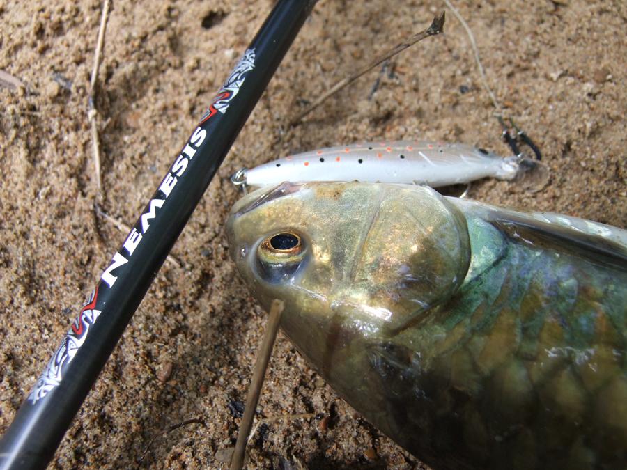 Rapala X-Rap ไปตกปลาที่ไหนก็แล้วแต่ขาดไม่ได้จริงๆ :smile: :smile: :smile: