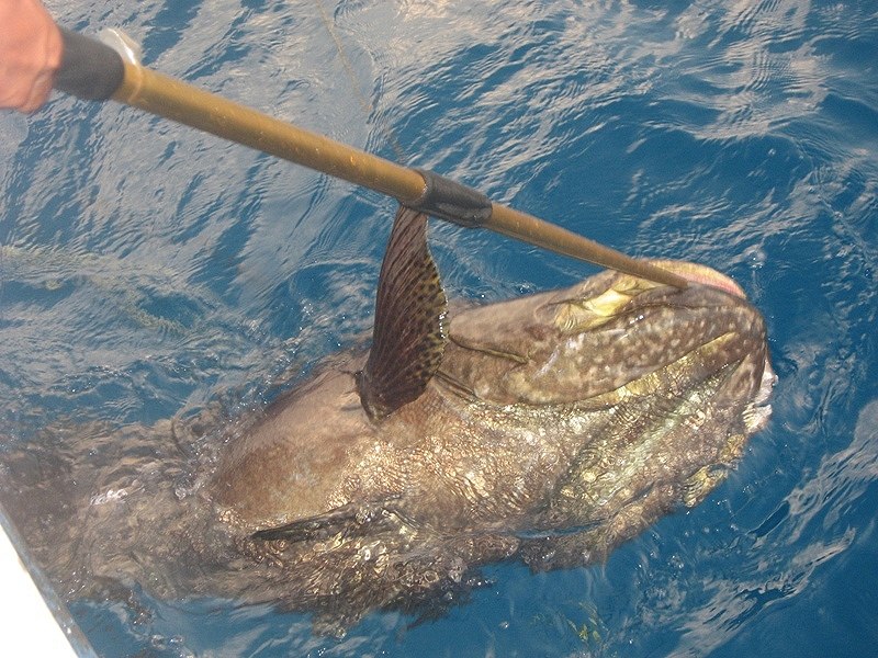 trip spearfishing
Andaman Islands India
 :grin: