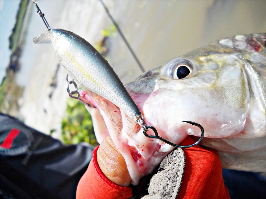 สุดยอดครับ... [b]RAPALA shad rap 5 เซน สี ALB [/b] ครับ  :umh: :umh: :umh: :umh: :umh: