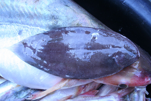 11. ปลาลิ้นหมา  เป็นปลาที่อาศัยหากินอยู่หน้าดิน กินตัวอ่อนของปลาและลูกกุ้งเป็นอาหาร  ตัวขนาดไม่โตเท่