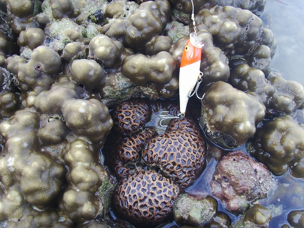 เป็นภาพแนวปะการังเก่าคับ..โดนสึนามิ..แนวนอกคลื่นลมแรง..แปดปีแล้วยังไม่ฟื้นตัวเลยครับ..รูปนี้เป็นแนวใ