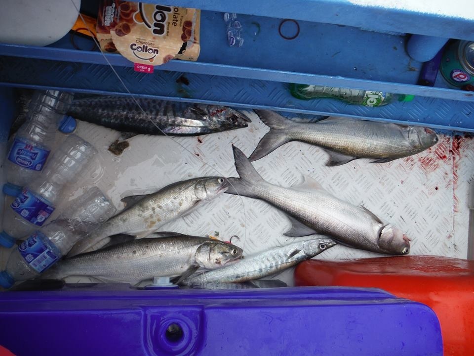 ดูเถอะตอนปลากินแค่เปิดลังใส่ปลายังขี้เกียจ :sad: