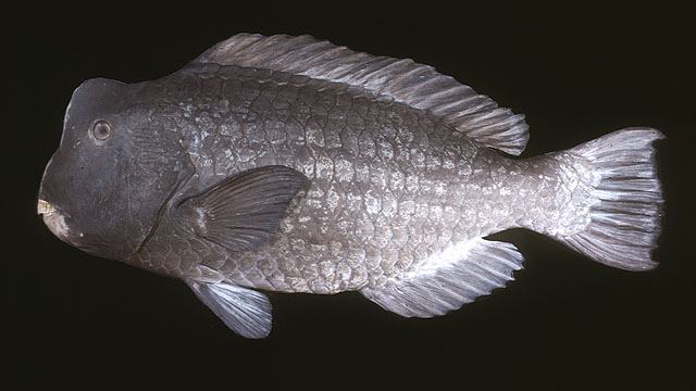 ปลานกแก้วหัวโหนก
Bolbometopon muricatum  (Valenciennes, 1840)	
 Gr