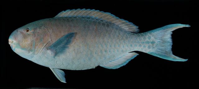 ปลานกแก้วสีเพลิง
Scarus ghobban  Forsskål,  1775	
 Blue-barred parrotfish ขนาด 80 cm