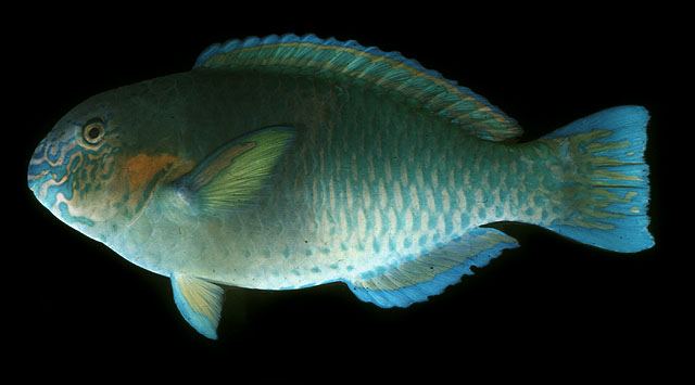 ปลานกแก้ว
Scarus rivulatus  Valenciennes,  1840	
 Rivulated parrotfish 
ขน