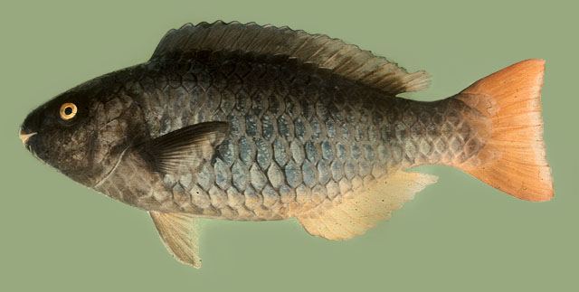 ปลานกแก้วสามสี
Scarus tricolor  Bleeker,  1847	
 Tricolour parrotfish 