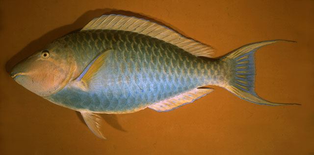 ปลานกแก้ว
Hipposcarus harid  (Forsskål, 1775)	
 Candelamoa parrotfish
ข