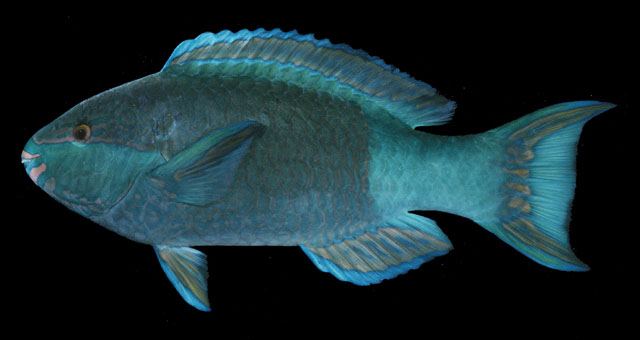 ปลานกแก้ว
Scarus frenatus  Lacepède,  1802	
 Bridled parrotfish 
ขน