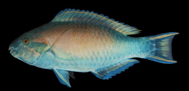 ปลานกแก้วหางเหลือง
Scarus hypselopterus  Bleeker,  1853	
 Yellow-tail parrotfish 
ขนาด 31cm