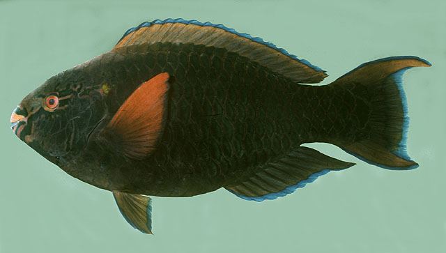 ปลานกแก้วดำ
Scarus niger  Forsskål,  1775	
 Dusky parrotfish ขนา