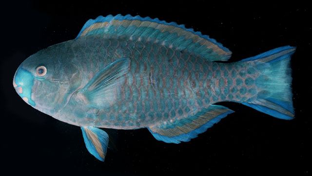 ปลานกแก้วหัวกลม
Scarus viridifucatus  (Smith, 1956)	
 Roundhead parrotfish ขนาด 45cm