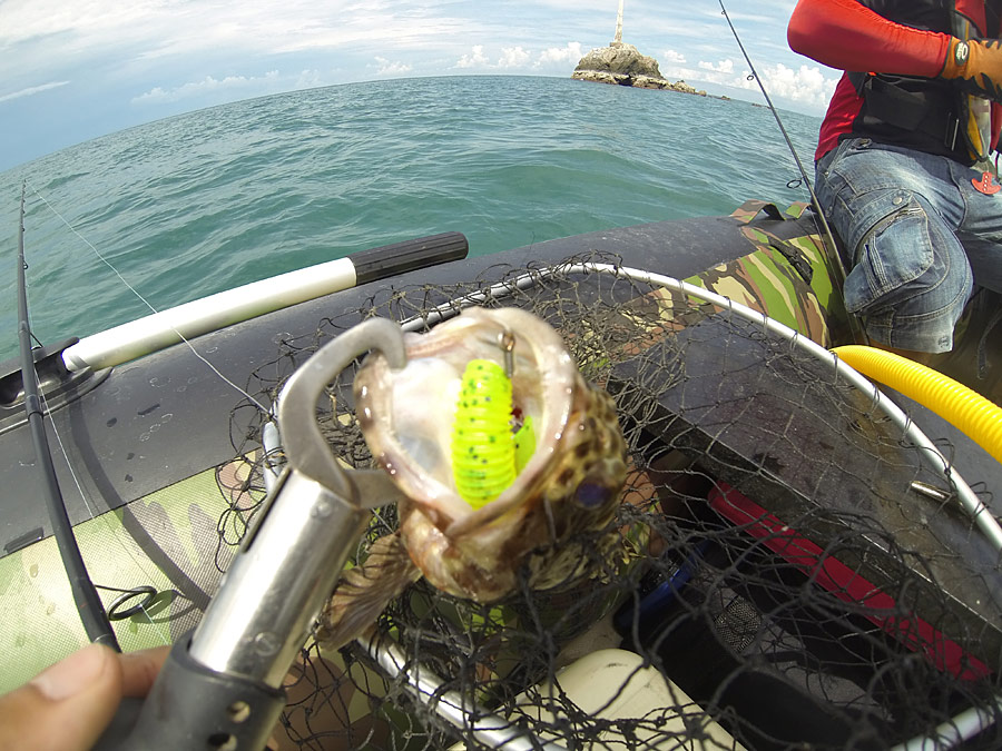  [center]ปลาเก๋าตกไม่ยากเลย เจ้าเก๋าเก๊ทหารพรานตัวนี้เป็น เก๋าตุ๊กแก Longfin Grouper อาศัยอยู่ในกองห