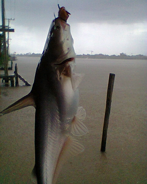 และแล้วฝนก็ตกลงมาแต่ปลาก็ยังกินเบ็ด ตัวนี้ปลาสายยูครับ กินหนังไก่ย่าง... :laughing: :laughing: :laug