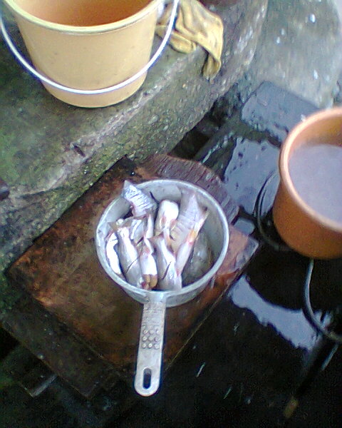 หลังจากฝนตกปลาข้างตลิ่งก็เงียบครับและเริ่มเย็นแล้ว น้าภาสพ่อครัวประจำทีมก็เริ่มทำปลาเล็กเพื่อเตรียมท
