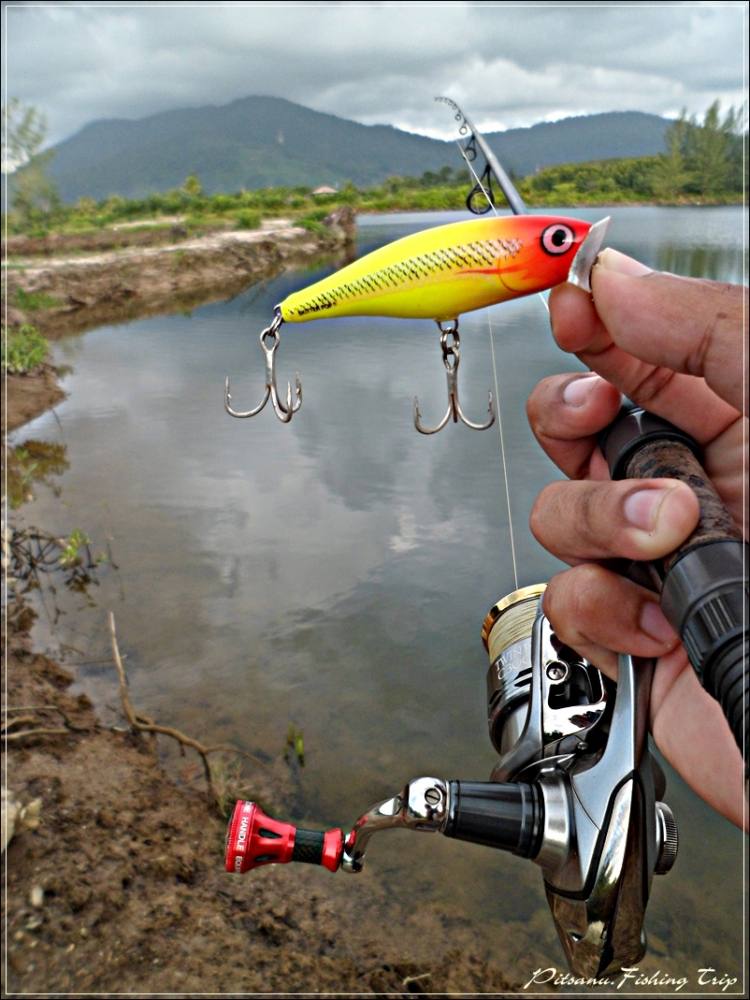  [center] :cheer:       ตรงนี้มีต้นสนล้มอยู่ในนํ้า อยู่ต้นหนึ่ง   ผมจึงเลือกใช้เหยื่อ  RAPALA POPPER