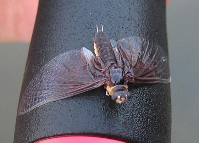 Fly tying : Some Species Of May Fly .