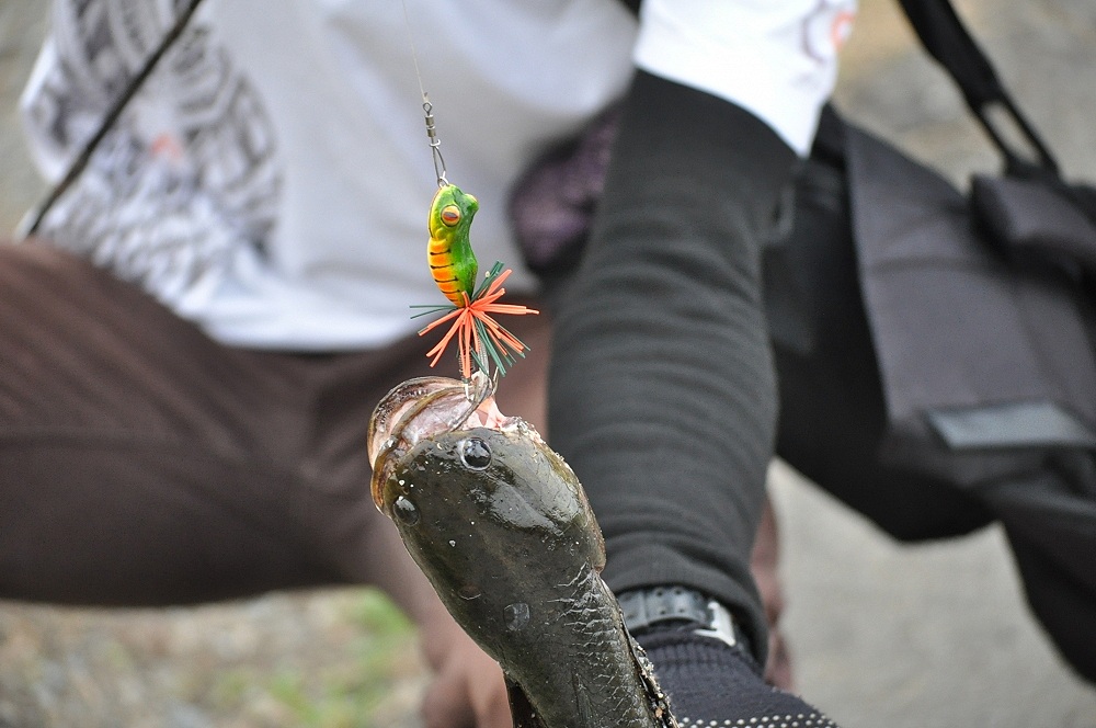 กัดเหยื่อ Leaf Frog เต็มๆคำ..+++ :cheer: :cheer: :cheer: :cheer: :cheer: :love: :love: