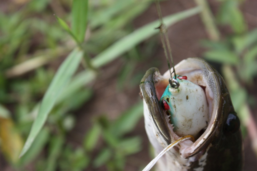 เหยื่อไรไม่รู้ ปลดปลาย๊ากยาก ไม่น่าเล๊ยยยย :sleeping: :sleeping: :sleeping: