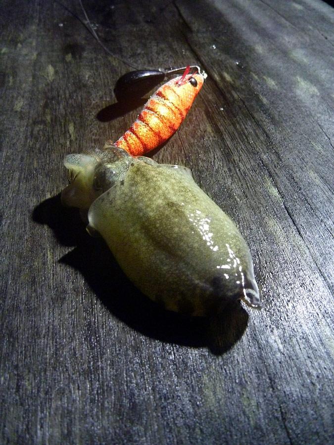  [center][b]หมึกกระดอง Cuttleffish[/b]

ตอมไฟหน้าร้านอาหารสลักเพชรจับกุ้งปลอม

Rapala Squid Conc