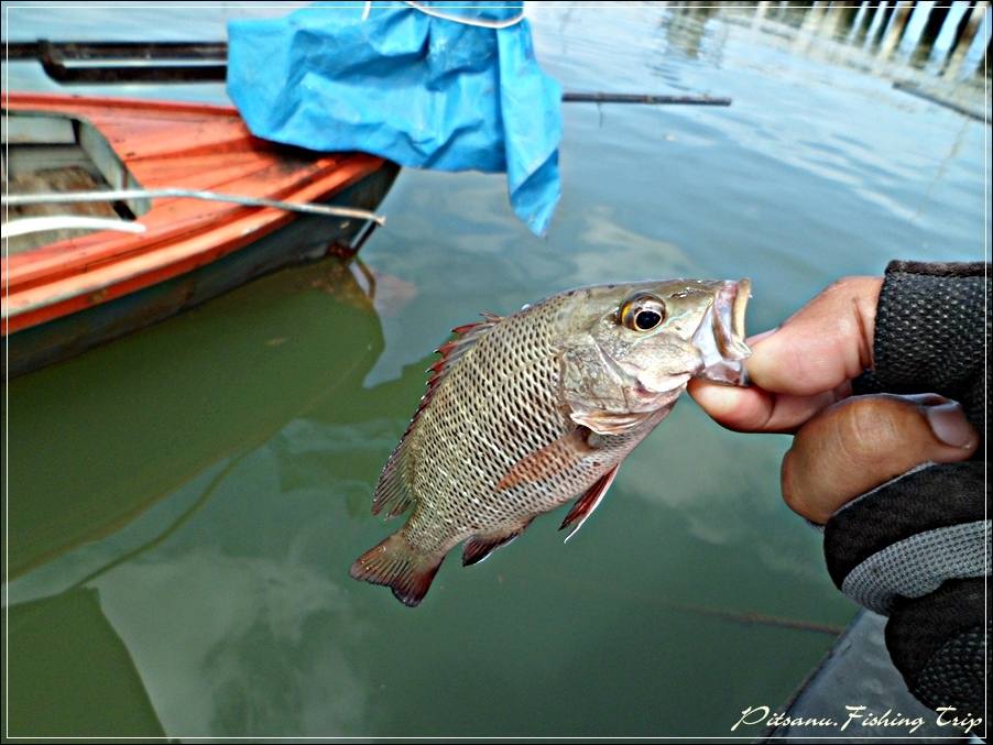 
 [center]ความรู้สึกดี ๆ ที่ได้ทำมันเป็นประจำสำหรับปลาที่ไม่ได้ไซร์   Catch & Release[/center] 

