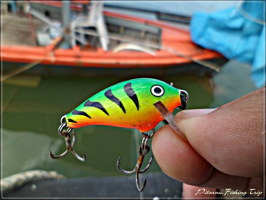 
 [center]อยากให้มันกัดหลากหลายเหยื่อครับ ผมจึงเอา RAPALA MINI FAT 4 สี FT ( เขียวไฟร์ไทเกอร์ ) มาต