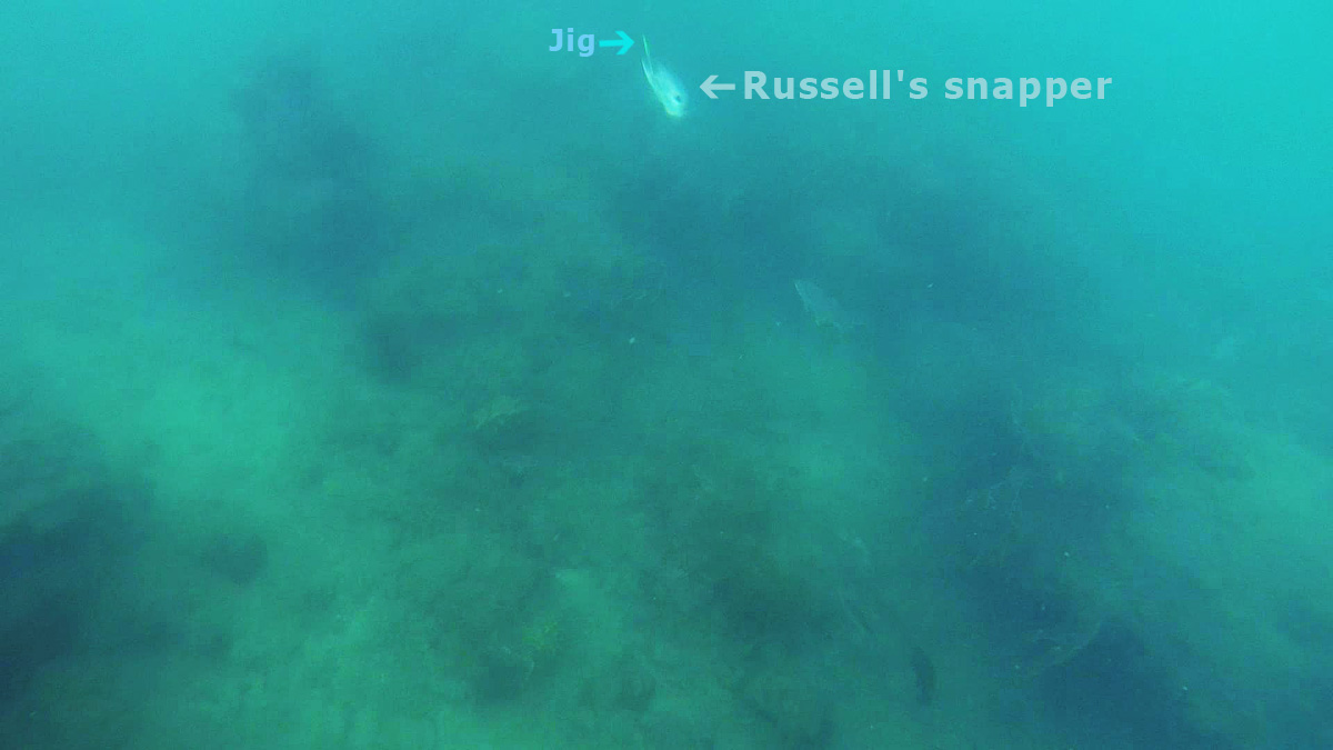  [center]กะพงข้างปาน Russell's Snapper จากการ Jigging แนวดิ่ง (Vertical Jigging)[/center]