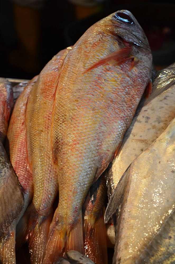 ถามชื่อปลาทะเล 1 ตัวในตลาดกรุงกัวลาลัมเปอร์ประเทศมาเลเซียหน่อยครับ