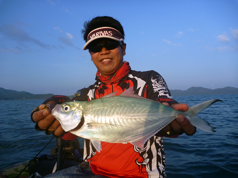  [center]เป็นไอ่ฮิ้ว หรือ สีขนเกาะ Herring Scad เจ้าเก่า[/center]