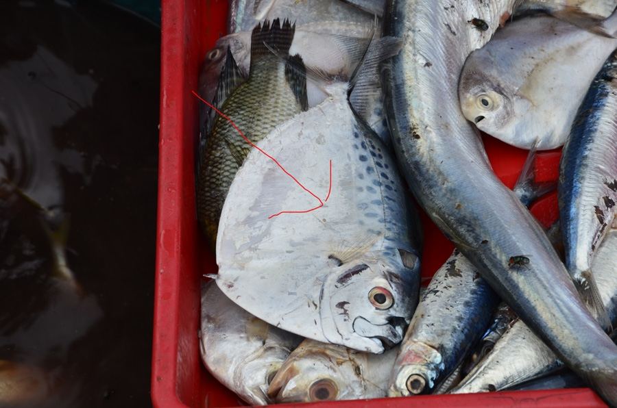 ถามชื่อปลาทะเล 3 ตัวในตลาดกรุงจาการ์ตาประเทศอินโดนิเซียหน่อยครับ