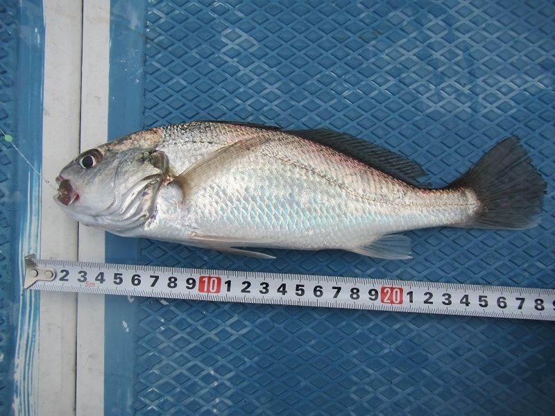 ตัวที่สอง

ชื่อญี่ปุ่น : อิ ชิ โม จิ
ชื่อไทย : ปลาหางกิ่ว
ชื่ออังกฤษ : White Croaker
รายละเอียด